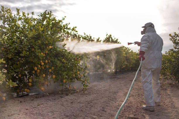 Best Local Pest Control Services  in Maplewood, MO